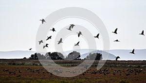 Flock of Glossy ibis birds in the Kavak Delta, Gelibolu, TÃ¼rkiye