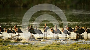 Flock of glossy ibis plegadis falcinellus in water photo