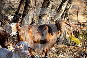 Flock of goat at the graze. Ruminant mammal animal with backward curving horn and beard