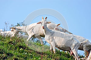 A flock of goats