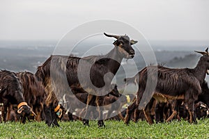 A Flock of Goats Grazing in Fresh Grass