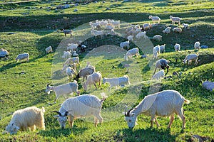 Flock of goats