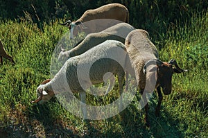 Flock of goats grazing on green sward with bushes