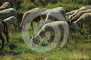 Flock of goats grazing on green sward with bushes