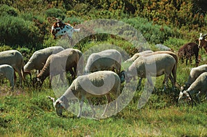 Flock of goats grazing on green sward with bushes