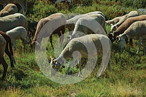 Flock of goats grazing on green sward with bushes photo