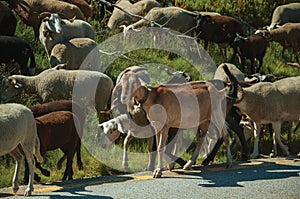 Flock of goats grazing on sward next to road