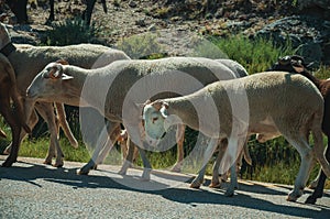 Flock of goats grazing on sward next to road