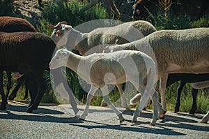 Flock of goats grazing on sward next to road