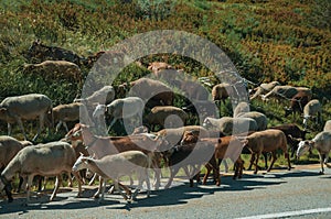 Flock of goats grazing on sward next to road