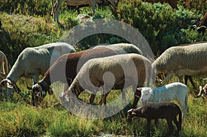 Flock of goats grazing on sward next to road