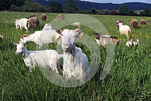 A flock of goats and sheep photo