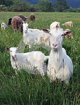 A flock of goats and sheep photo