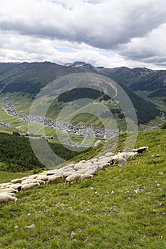 Flock of goats and sheep in Alps mountains Livigno, Italy