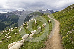 Flock of goats and sheep in Alps mountains Livigno, Italy