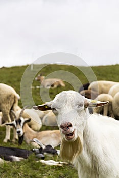 Flock of goats and sheep in Alps mountains Livigno, Italy