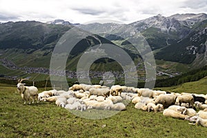 Flock of goats and sheep in Alps mountains Livigno, Italy