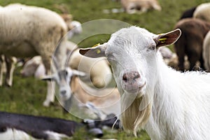 Flock of goats and sheep in Alps mountains Livigno, Italy