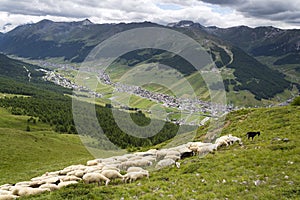 Flock of goats and sheep in Alps mountains Livigno, Italy