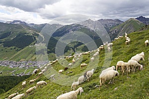 Flock of goats and sheep in Alps mountains Livigno, Italy
