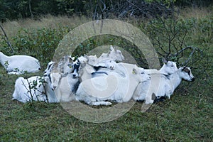 A flock of goats snuggling each other in Norway