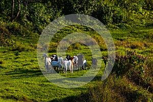 Flock of Goats at Sunset