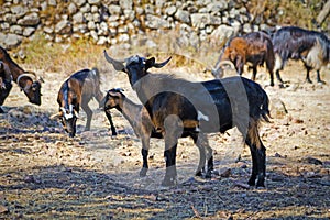 Flock of goats photo