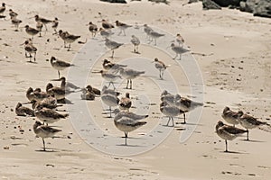 Flock of godwits