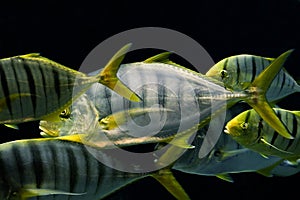 Flock Golden Trevally fish