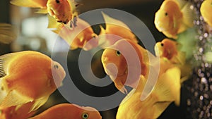 A flock of goldfish swims in a freshwater aquarium. Small yellow fishes swimming underwater among air bubbles. Wildlife