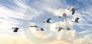 Flock of goose birds flying in a blue sky background with clouds and copyspace. Common wild greylag geese flapping wings