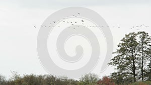 Flock of goose birds flying at the sky. autumn bird migration in Germany