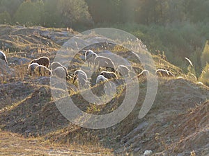 Flock of graizing sheeps in a hilly area.