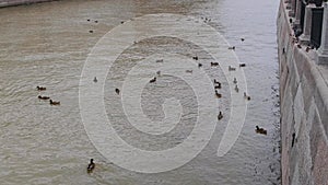 A flock of gray ducks and ducklings floating on the water in search of food