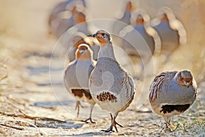 A flock of gray partridges in the backlight.