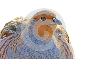 A flock of gray partridges in the backlight.