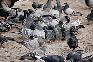 Flock of gray pigeons fight for food on dirty snow in winter day, birds peck at piece of bread and food crumbs in city center of
