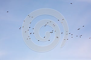 Flock of gray pigeons in flight