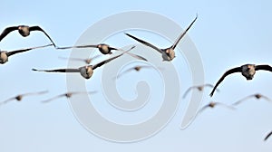 Flock of graylag geese in flight photo