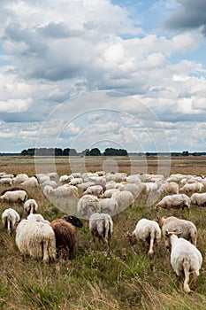 Flock of grazing sheep