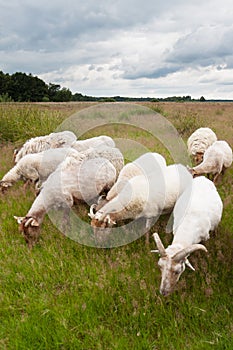 Flock of grazing sheep