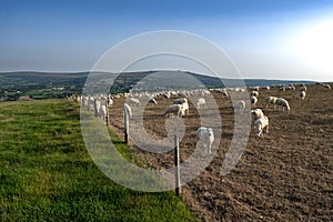 Flock Of Grazing Sheep At Dinas Head In Pembrokeshire In Wales, United Kingdom