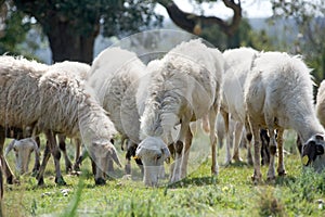 Flock of grazing sheeps