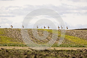 A flock of great bustards are walking across a field