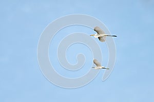 A flock of Great Egret Flying with blue sky