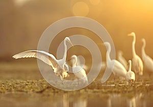 The Flock of great Egrets