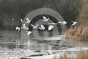 A flock of great egrets, Ardea alba, flying over a frozen lake