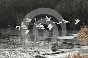 A flock of great egrets, Ardea alba, flying over a frozen lake