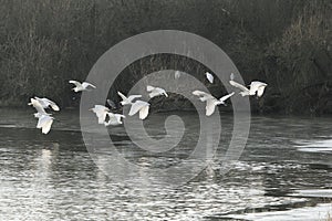 A flock of great egrets, Ardea alba, flying over a frozen lake