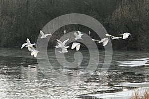 A flock of great egrets, Ardea alba, flying over a frozen lake